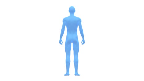 man, male human body, 3d wireframe model, seamless