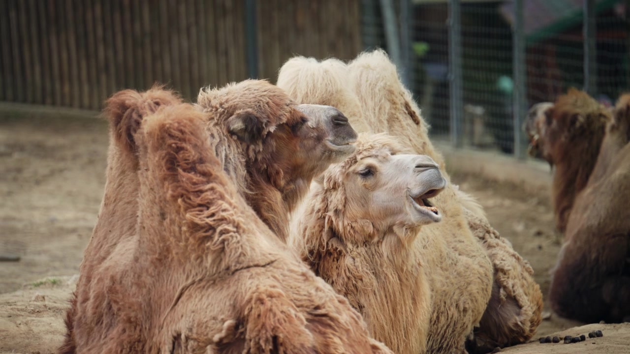 Grupo de camelos descansando próximos uns dos outros no chão.