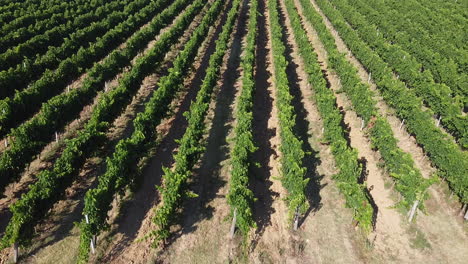 reveladora vista aérea de un viñedo de forma perfecta en la zona de chianti de frescobaldi