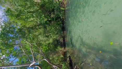 manglares tropicales alrededor de cano frio con agua cristalina