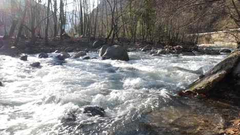 river flow in the forest