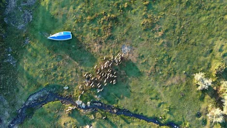 Herd-Of-Goats-Walking-On-The-Field-Near-Lake-On-A-Sunny-Morning