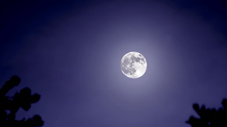 Lua cheia sobre árvores à noite