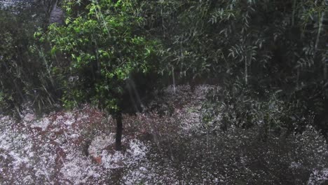 destructive hail thunder storm hitting trees and leaves in garden with hailstones and causing damage, very severe natural disaster followed by heavy rains causing floods