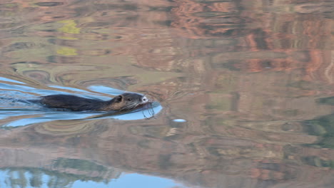 nutria or coypu, swimming in moselriver with waterplant in mouth
