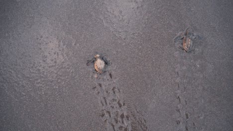 two baby turtles taken by ocean wave while crawl on sandy beach, top down