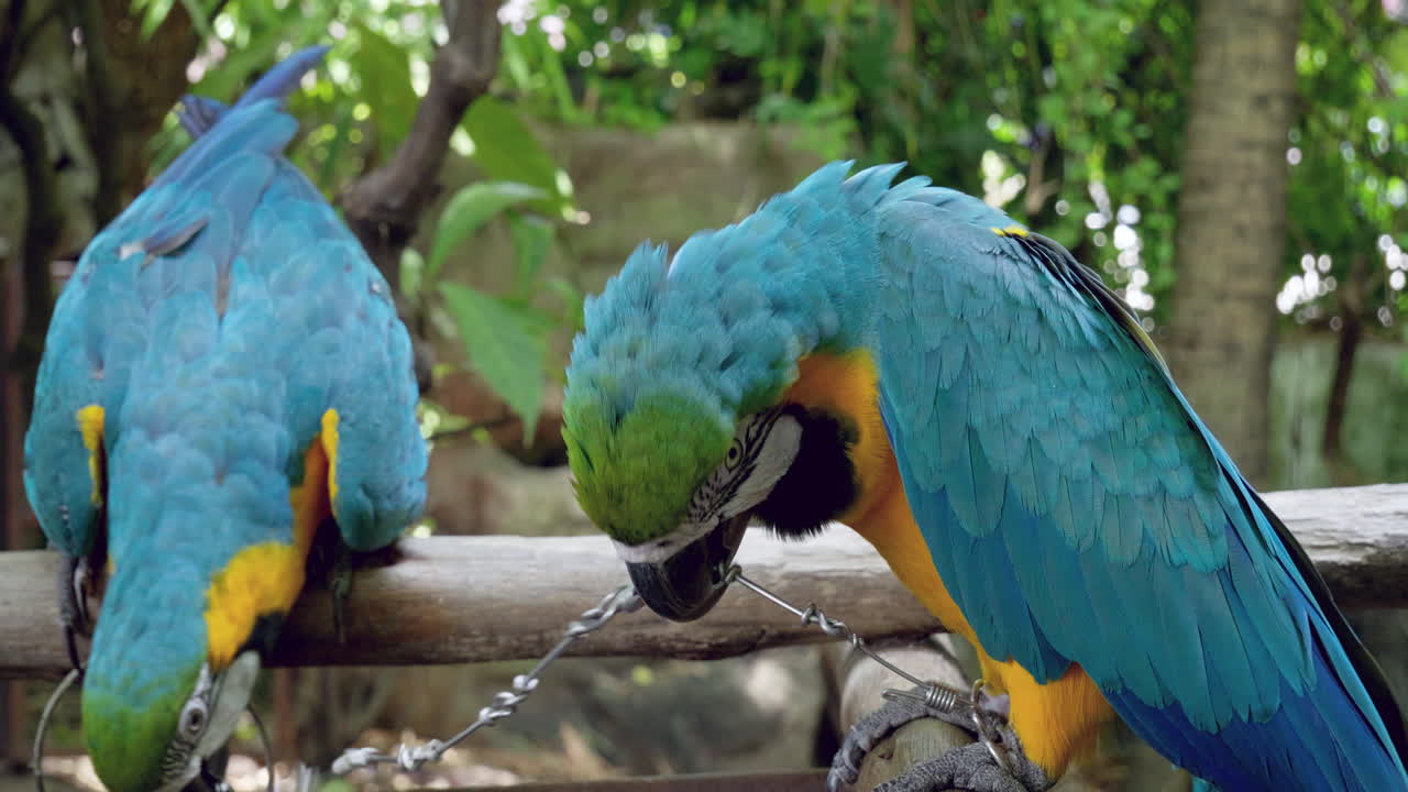 cadenas mordedoras unidas a sus patas y garras, un par de guacamayos azul y amarillo, ara ararauna están enjaulados dentro de un zoológico en bangkok, tailandia