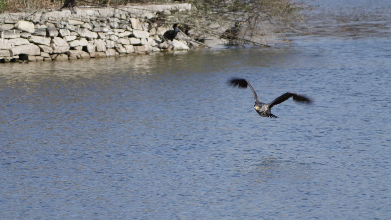 bird flying on the lake