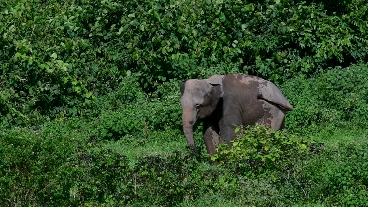 아시아 코끼리는 멸종 위기 종이며 태국 거주자이기도합니다.