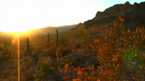 Die-Mexiko-Arizona-Baja-Oder-Mojave-Wüste-Mit-Kakteen-übersät