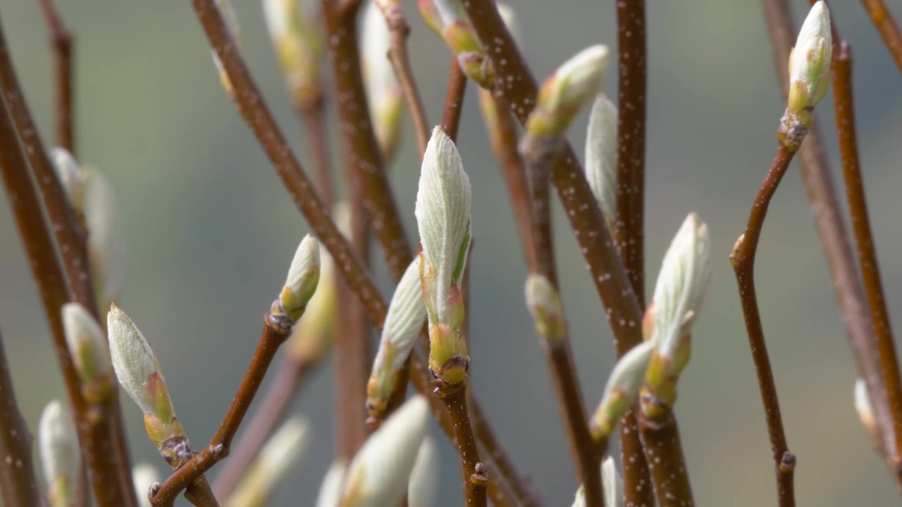 Sanft sich entwickelnde Weidenknospen an Zweigen im frühen Frühling, Nahaufnahme.