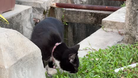 lindo gatito del vecindario escondiéndose y relajándose en el área del desagüe mientras alguien se acercaba y caminaba