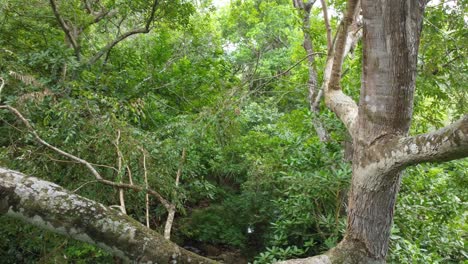 flying over high tree branch in tropical rainforest and descending down alongside tree trunk in spinning motion