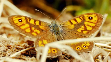 Una-Mariposa-Se-Posa-Elegantemente-Sobre-Una-Flor,-Sumergiéndose-En-Los-Suaves-Rayos-Del-Sol-En-Un-Entorno-Natural-Tranquilo