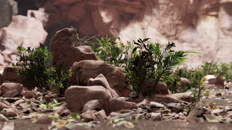 large fairy rocky cave with green plants