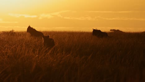 slow motion of lion hunting in africa, lioness on hunt for wildebeest in orange sunset in long grass savannah in kenya, masai mara wildlife safari animals prowling stalking at sunrise