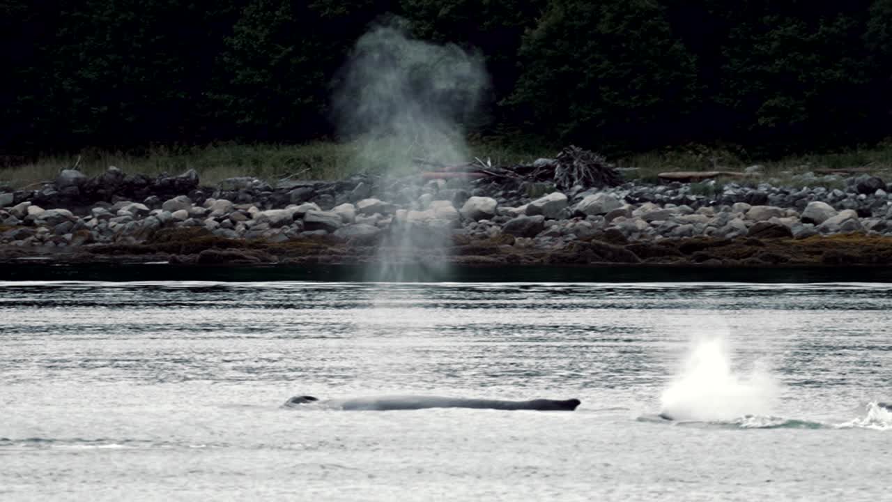 Spray from the blowholes of a group of humpback whales