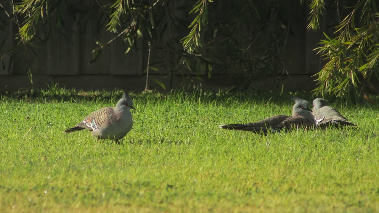 Two Wonga Pigeons on a Lawn