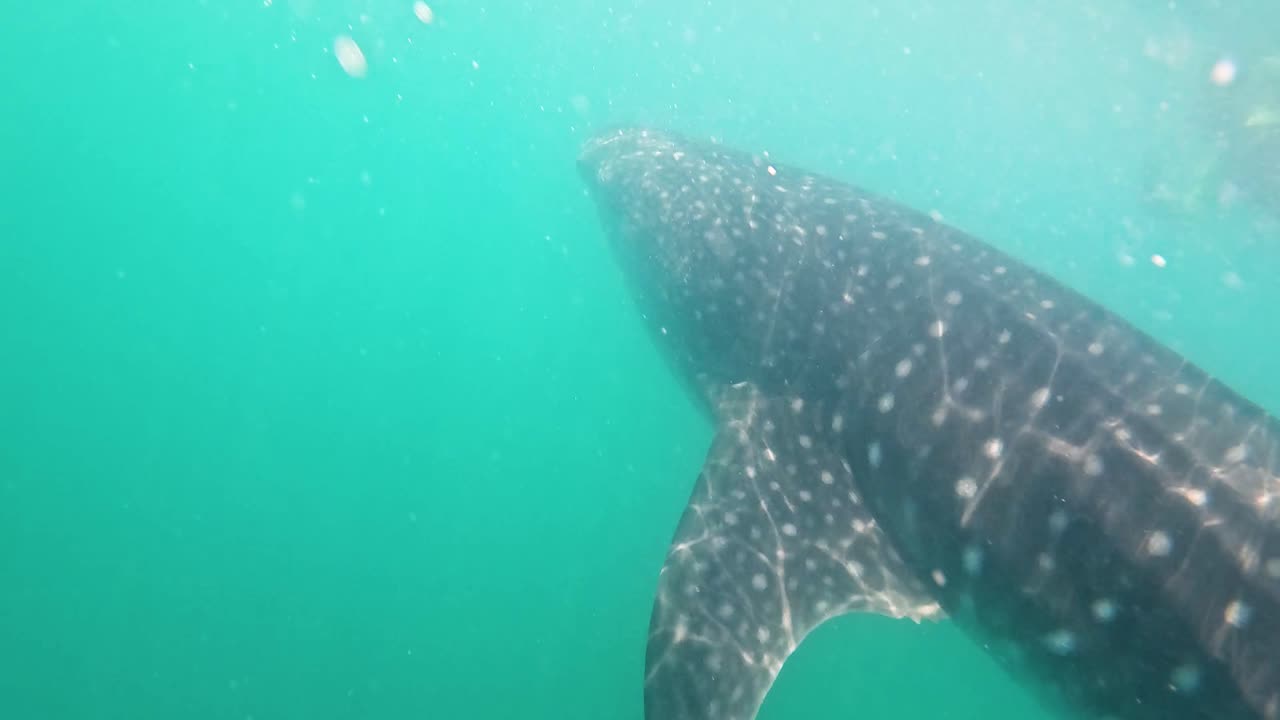 Filmato subacqueo di uno squalo balena che nuota con grazia in acque limpide e blu, mostrando la fauna marina a La Paz, Bassa California del Sud, Messico.