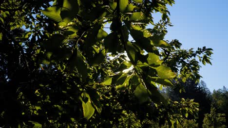 Sonnenstrahlen-Durch-Äste