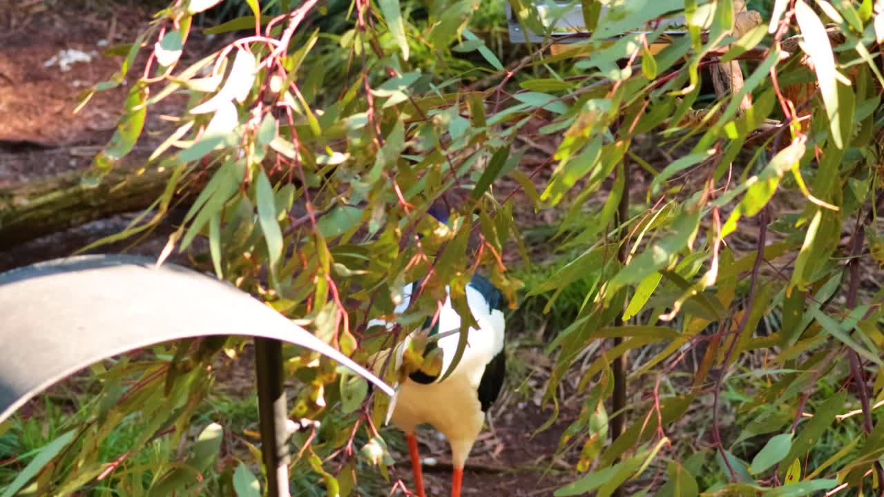 동물원 에서 서식지 를 탐사 하는 호랑이