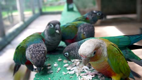 crimson-bellied parakeets and conure eating pumpkin seeds on feeder