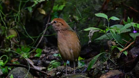 la pitta de nuca oxidada es un ave confiada que se encuentra en hábitats de bosques montañosos de gran altura, hay muchos lugares en tailandia para encontrar esta ave