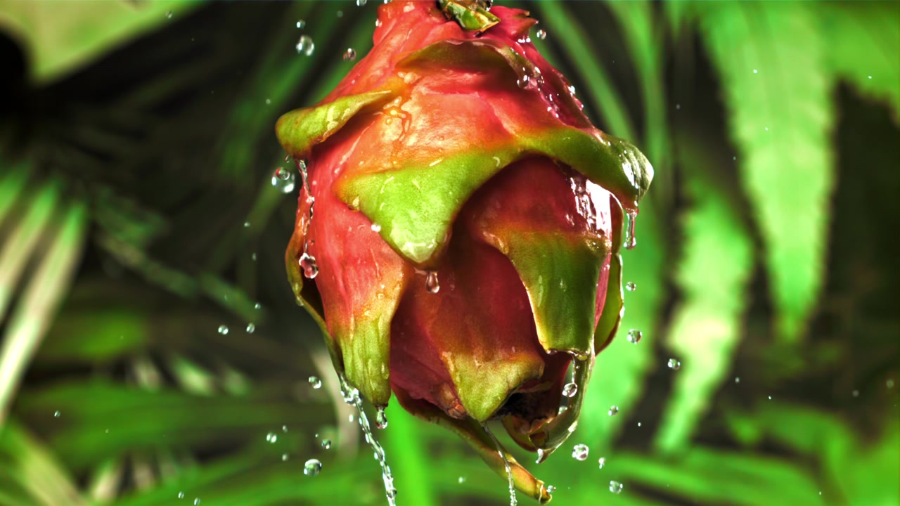 Slow Motion Water Drops on a Fresh Red Dragon Fruit