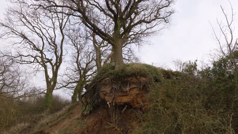 oak tree with exposed roots due to coastal erosion leading to land loss