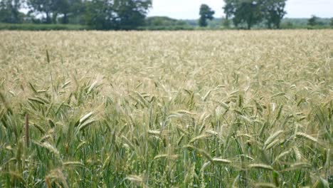 A-large-field-of-wheat-blowing-in-the-wind-on-a-sunny-day,-early-crop