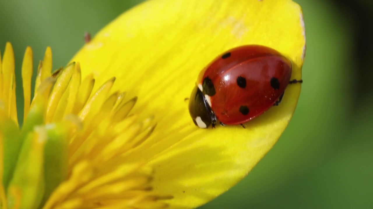 Sarı bir kadife çiçeği yaprağında dinlenen yedi noktalı uğur böceği (Coccinella septempunctata). İlkbahar. Birleşik Krallık