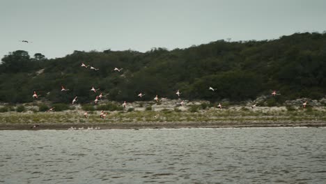 Eine-Gruppe-Flamingos-Versucht,-Einen-Landeplatz-Im-See-In-Afrika-Zu-Finden