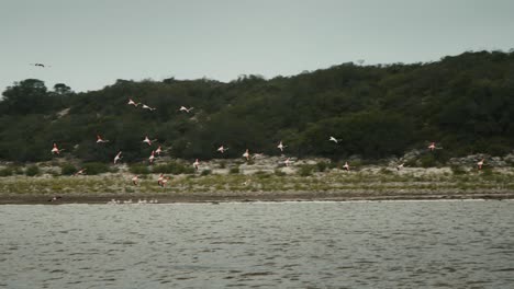 un grupo de flamencos está tratando de encontrar un lugar para aterrizar en el lago en áfrica