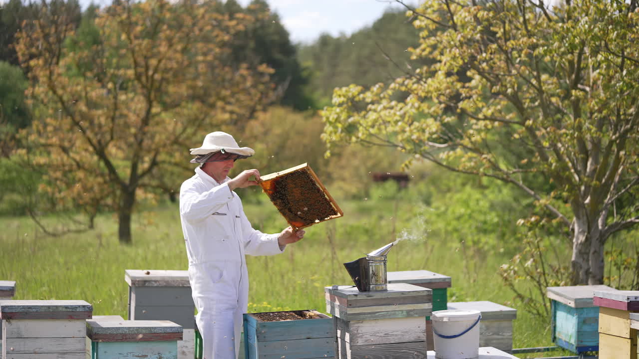 Apiarist examining bees on green nature background. Beekeeper in white protective suit holding honey frame with bees on the apiary. Apiculture process.