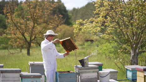 apiarist examining bees on green nature background. beekeeper in white protective suit holding honey frame with bees on the apiary. apiculture process.