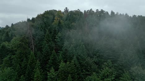 european forest surrounded with light fog patches