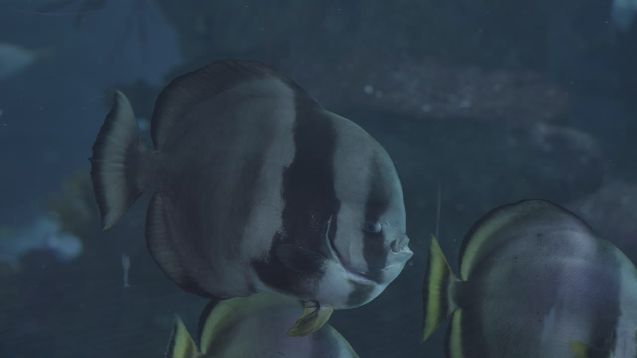 un vibrante pez tropical nadando en un acuario, rodeado de plantas acuáticas