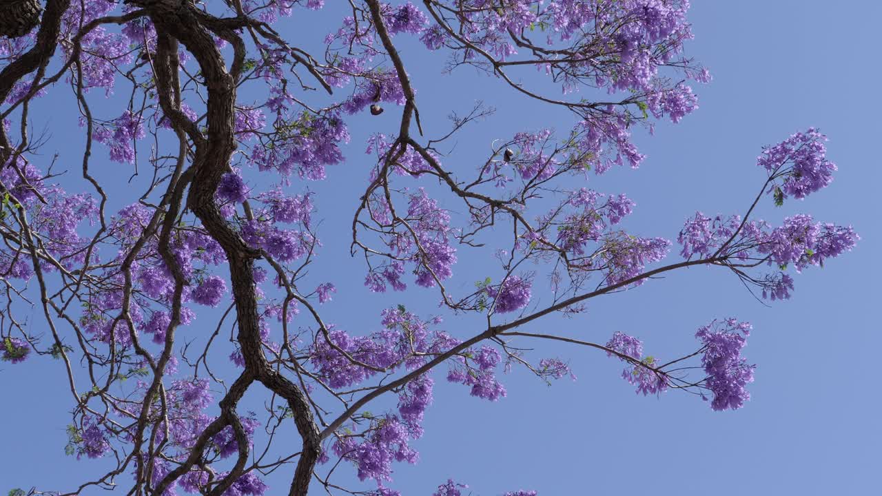 Blooming Jacaranda Tree Against The Sky In Grafton, NSW, Australia - Low Angle Shot