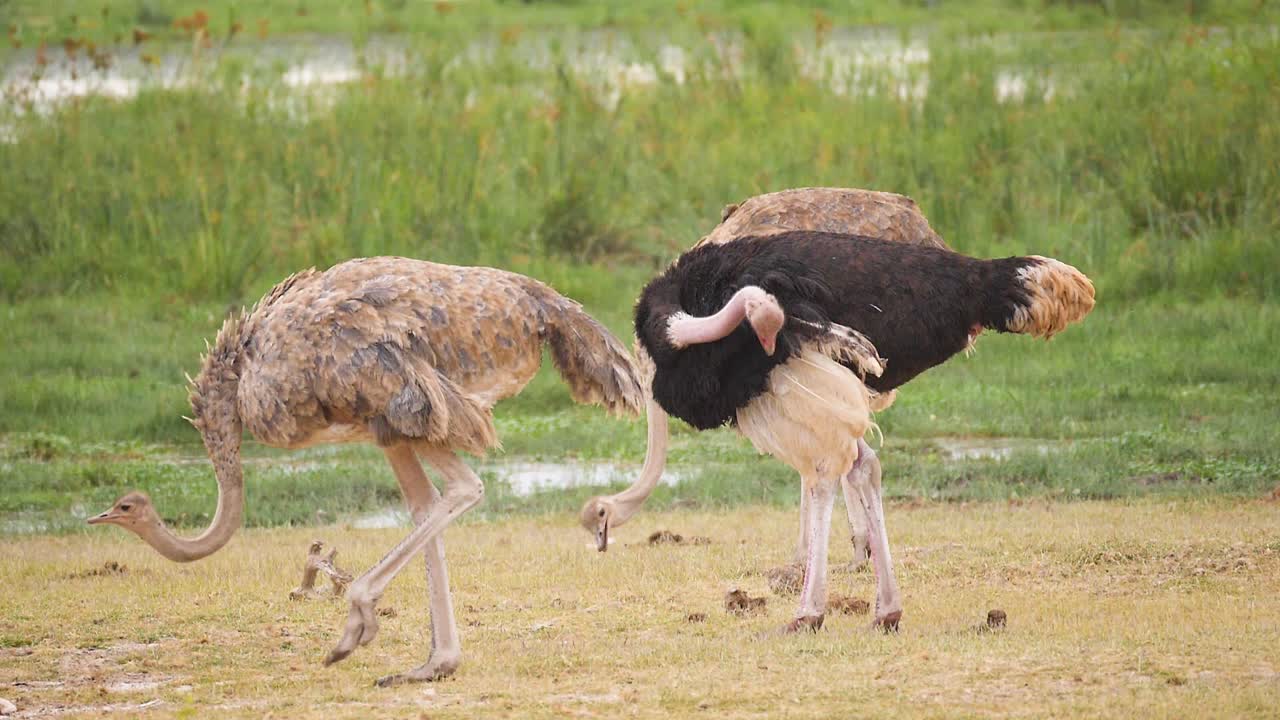 Three Ostriches preen and feed near a green marsh in Africa , slow motion