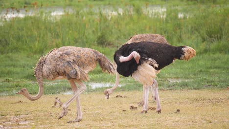 three ostriches preen and feed near a green marsh in africa , slow motion