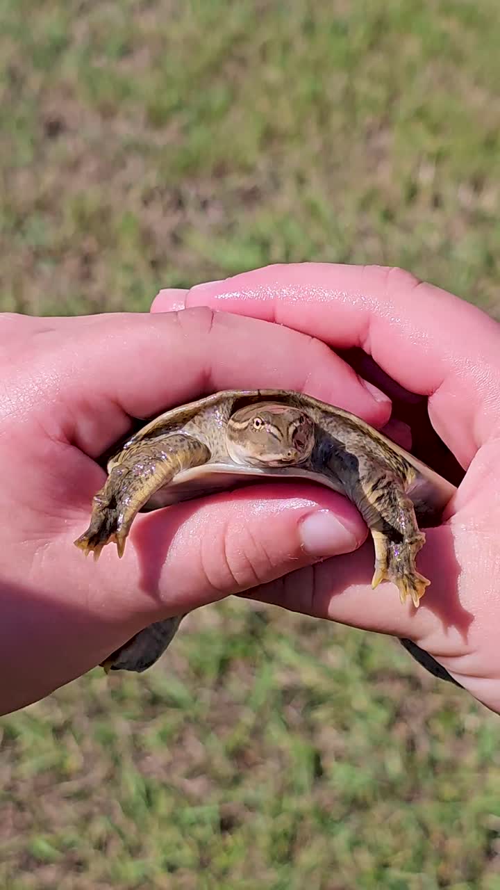 Softshell Turtle in Hand