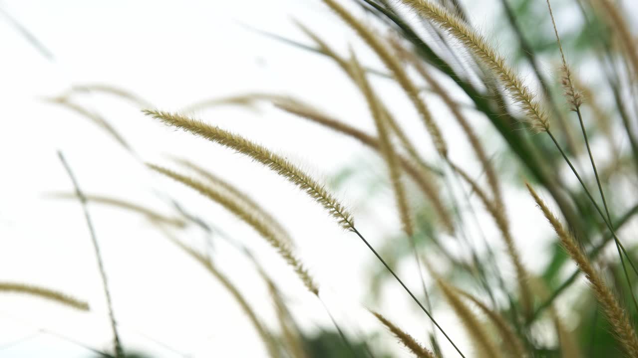 꽃 잔디를 통해 부는 바람