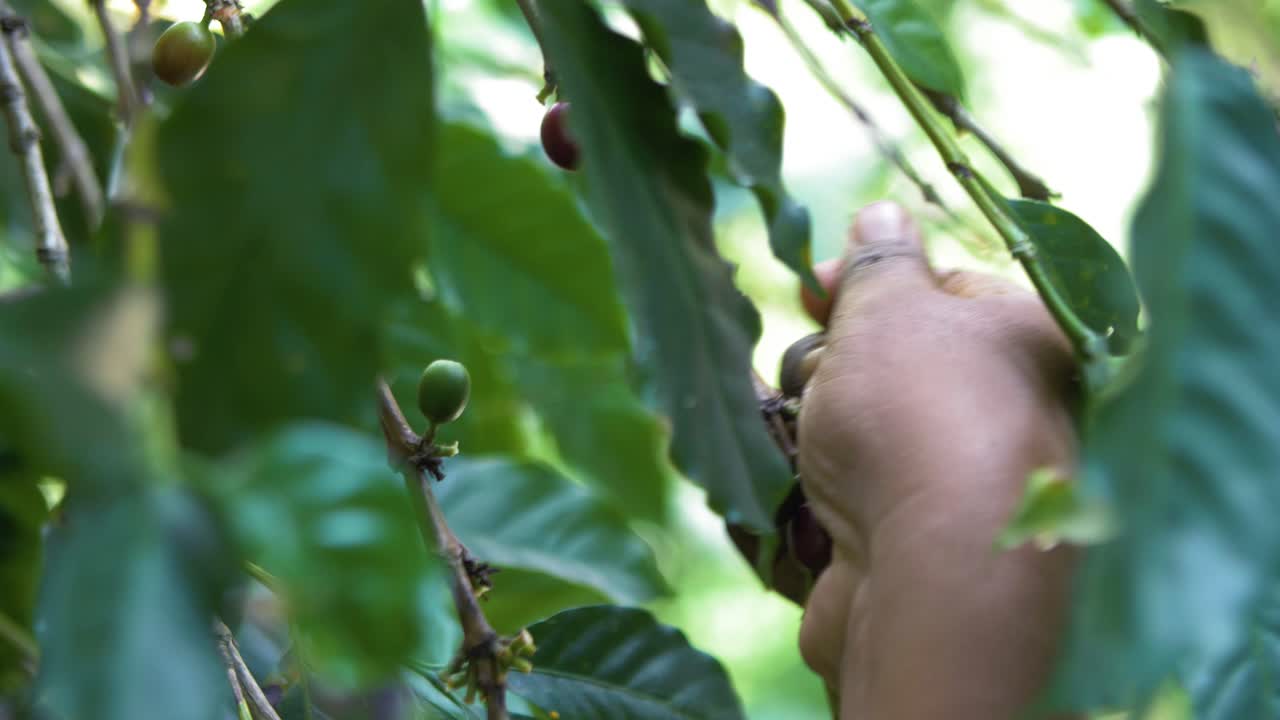 靠近薩爾瓦多農民從樹上摘取紅色成熟的咖啡豆的手