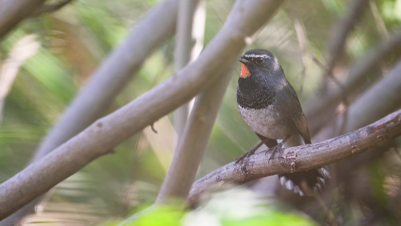 Perched among fresh bushes, the Ruby-throat calls loudly, its vibrant colors shining in warm morning sunlight