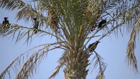 four crows sitting on a dry palm tree during a hot summer day, slomo, still