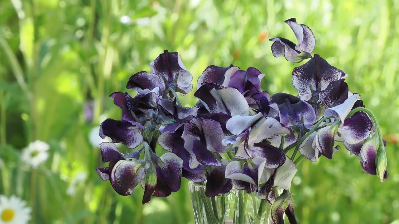 A bunch of sweet peas “Nimbus” in a glass vase showing the purple mottled effect .