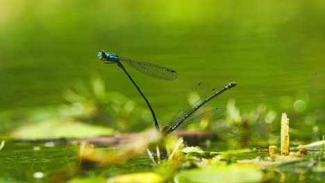 side macro closeup of two damselfly blue dragonfly insects mating reproduction then fly away, shallow depth of field, static, day