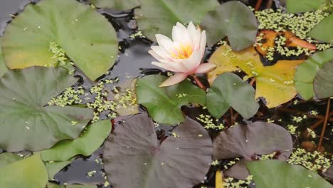 beautiful water lilies in a pond