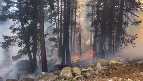 incendios forestales y el humo de la naturaleza en el bosque de las tierras altas - vista estática