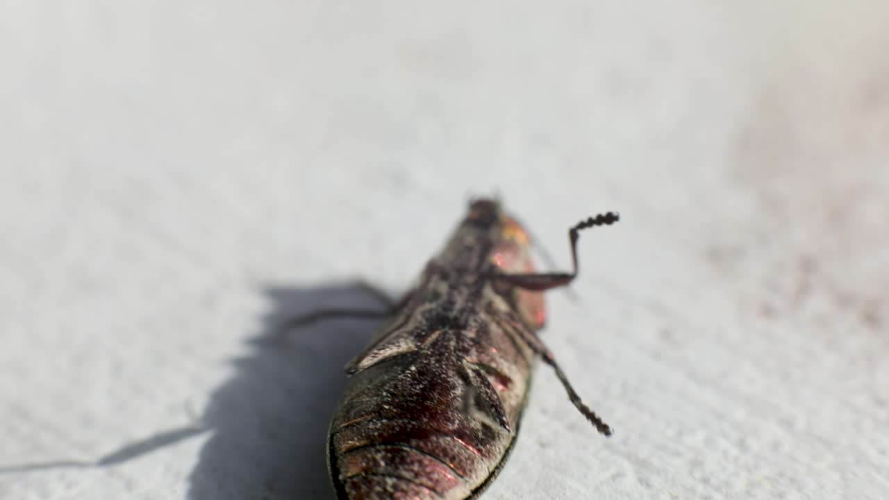 등을 대고 흔들고 평평한 표면에 날개를 펼칩니다.